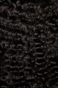 Burmese Curly
