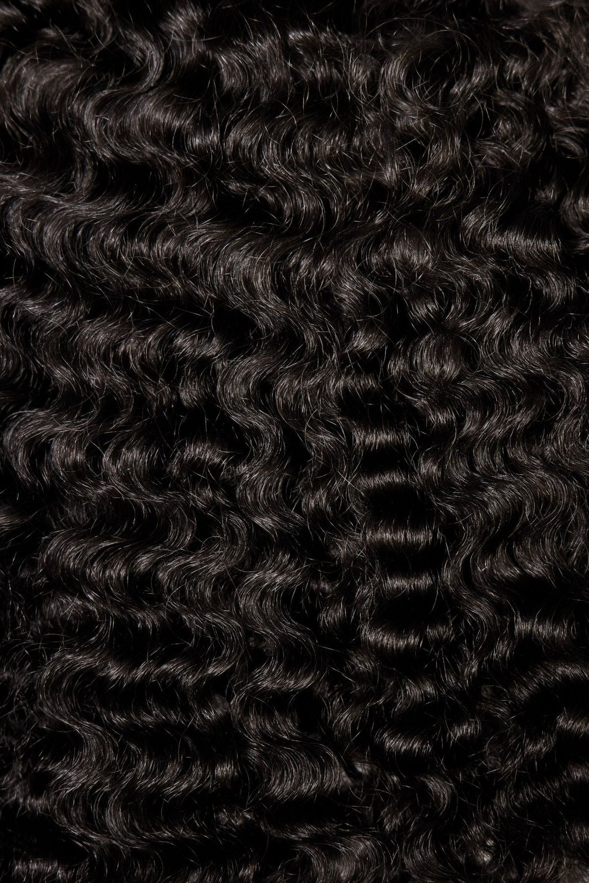 Burmese Curly